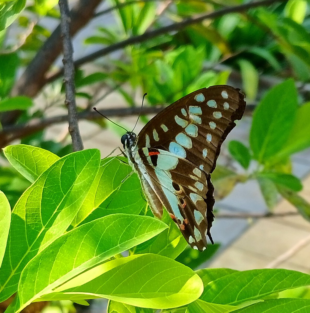 Dunno about insects; I only see butterflies everywhere 😇😉 #insectthursday #IndiAves #NaturePhotography  #urban #wild #WildlifeConservation #pollinators #natgeoindia