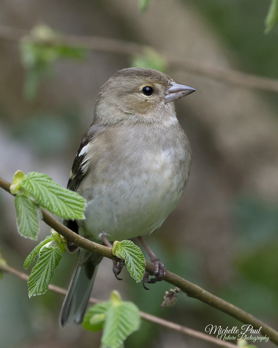 Good morning! One of my favourite birds to photograph. Female chaffinches have such delicate, understated beauty compared to the bright, vibrant males. They are such adorable birds 🤎