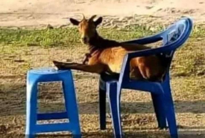 If a goat can rest, why don't you also go for a pass leave and rest for 7 days in your village ?😴