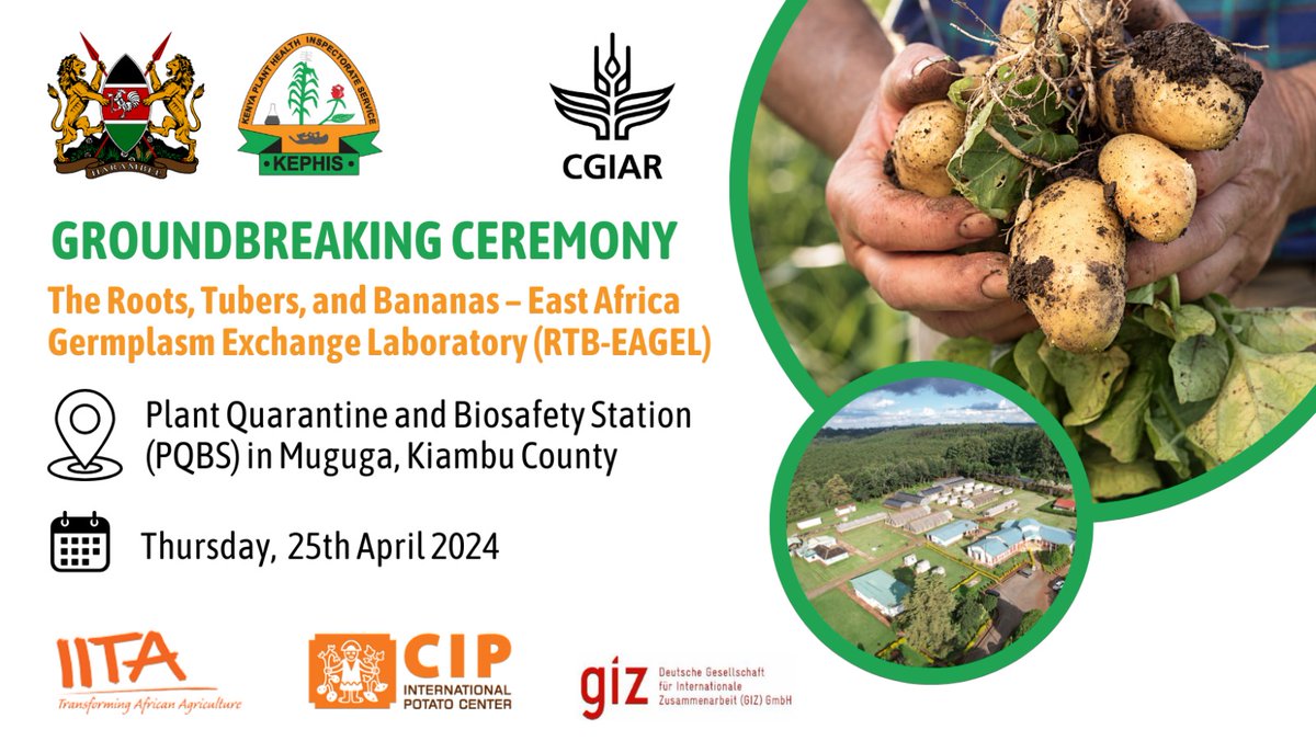 Kenya Cabinet Secretary for Agriculture, Hon. Mithika Linturi, will launch the groundbreaking for the construction of the Roots, Tubers and Bananas – East Africa Germplasm Exchange Laboratory (RTB-EAGEL) today, at the Kenya Plant Health Inspectorate Service (KEPHIS), Plant…