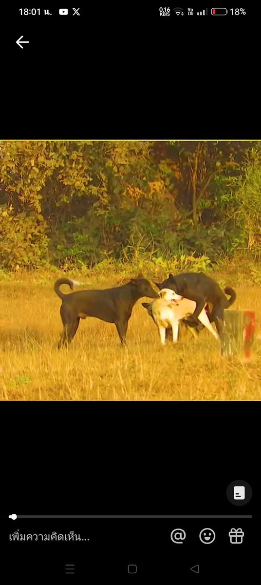 Zapopwy tweet media