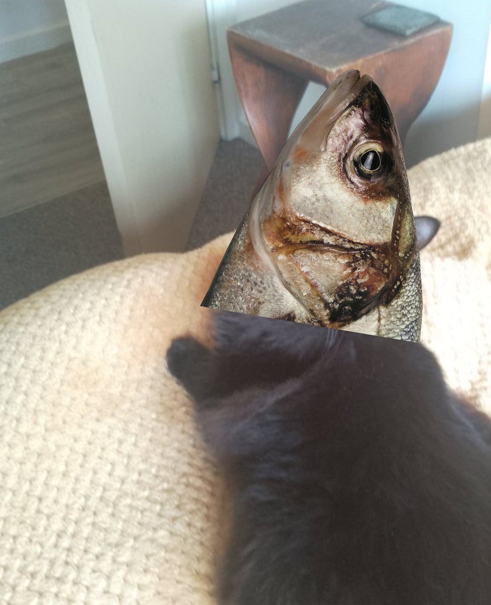 DomainDoris's tweet photo. @DorothytheCatto @MogwartsSchool @fluffybasil @GrumpyBeak If you say so Dot! π¬πΉπΉπΉ #Codhead πΉπΉ https://t.co/T2sylyAyHb