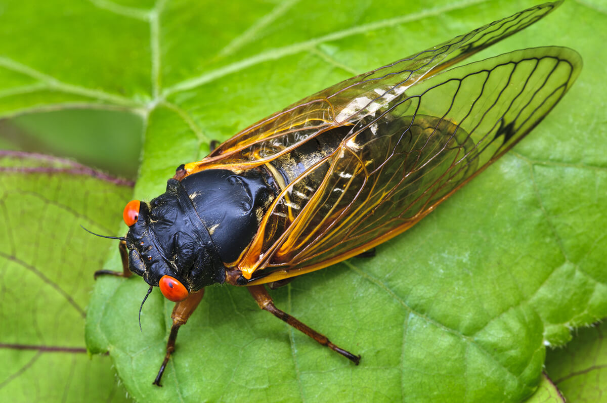 Is anyone else in the central U.S. excited about the impending surfacing of the cicada?