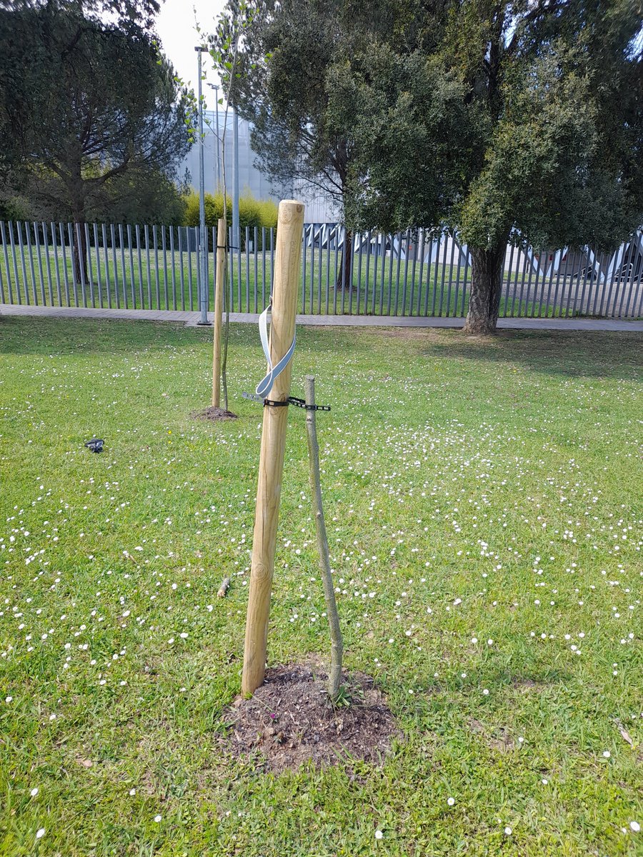 En #Barakaldo USOA, la brigada de jardinería ⛏️, ha curado y cicatrizado las heridas de los alisos después de la agresión. Eskerrik asko! Ahora esperamos que, con la ayuda de la naturaleza, se recuperen y no haya más agresiones. 🌳 ¡Seguimos! ✊