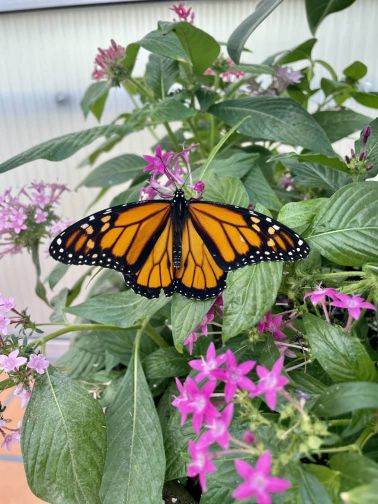 Our_Nat_Our_Fut's tweet photo. Let's be a hero of more biodiversity including butterfly and other Diverses by just planting tree and taking care of it.
@onetreeplanted
#onetreeplanted
#treeambassador https://t.co/d8IGFN17QW
