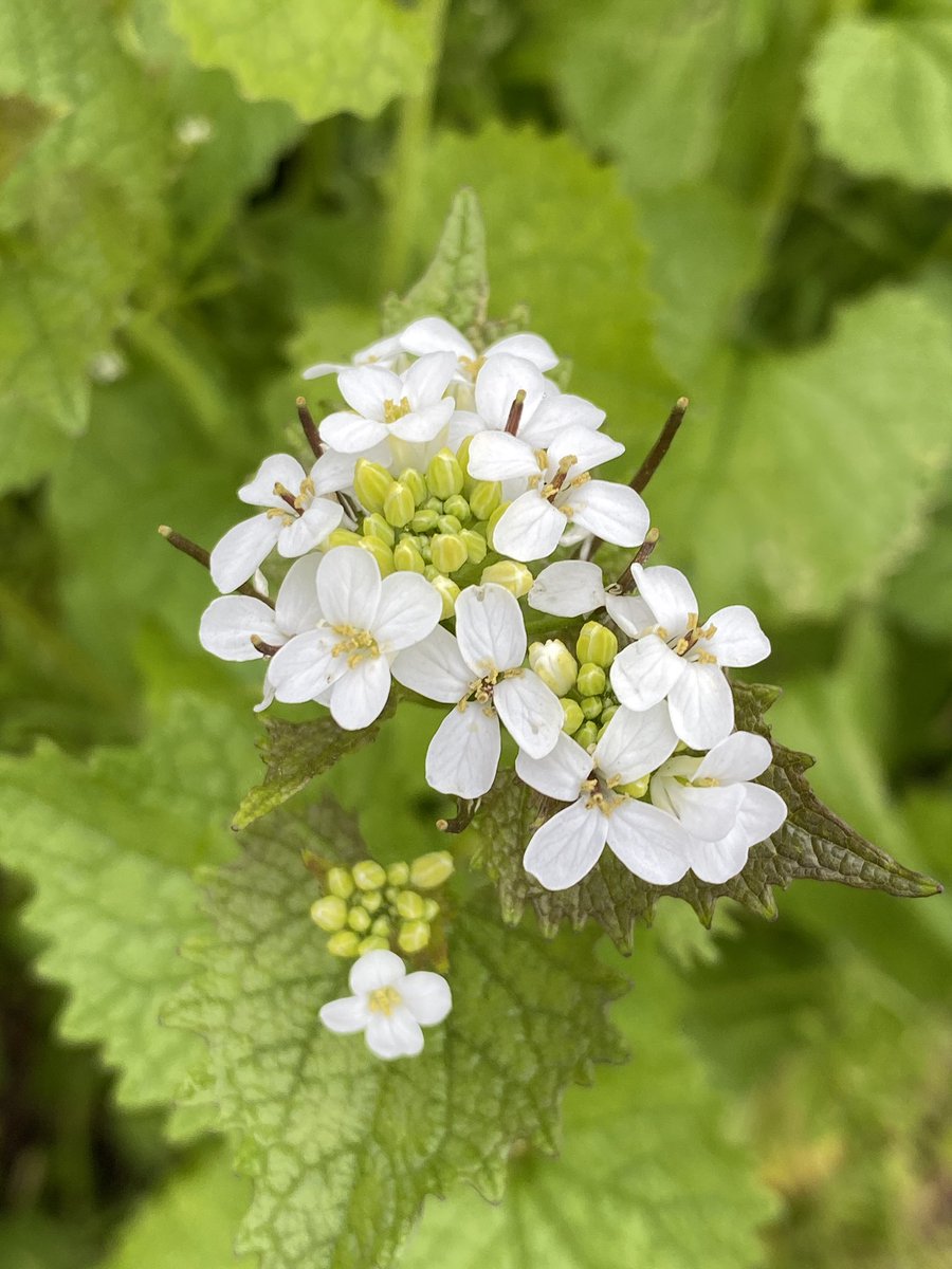 Love seeing Jack by the hedge or Garlic Mustard at this time of year. The Orange Tip butterfly uses this as one of its caterpillar plant foods. 🦋💚