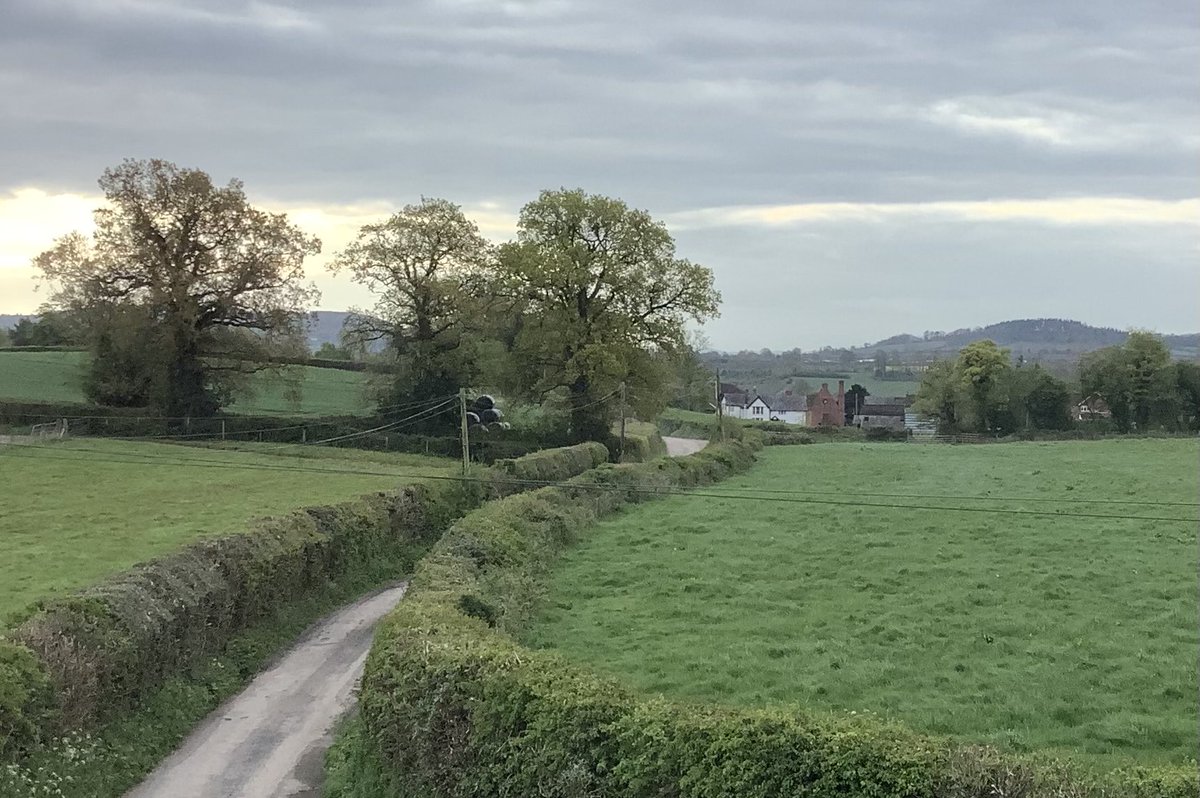 Good morning from the #WelshMarches. Still chilly but the oaks are losing their winter silhouettes. No sign of swallows yet. Or the cuckoo.