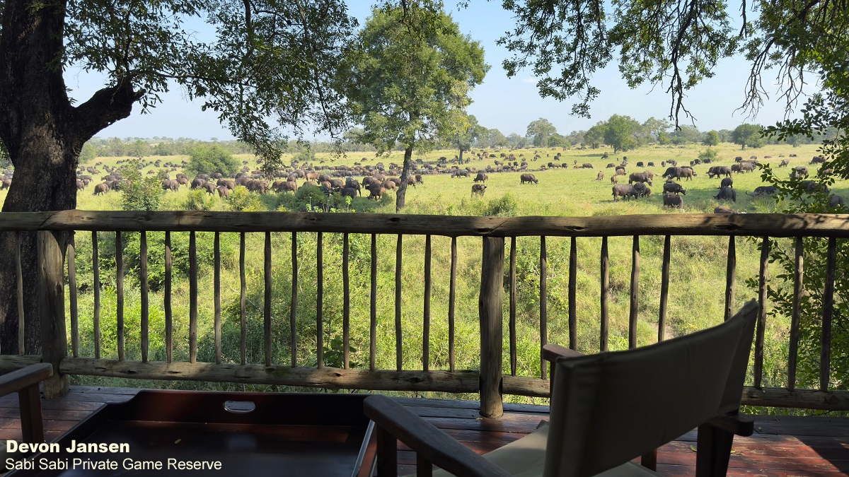 SabiSabiReserve's tweet photo. A huge herd of buffalo made viewing from the comfort of the Selati Camp decks a sight to behold. The herd spent time grazing and cooling off in the waterhole on a warm autumn morning. #buffalo #SelatiCamp #nature https://t.co/ov4vpH1mxj
