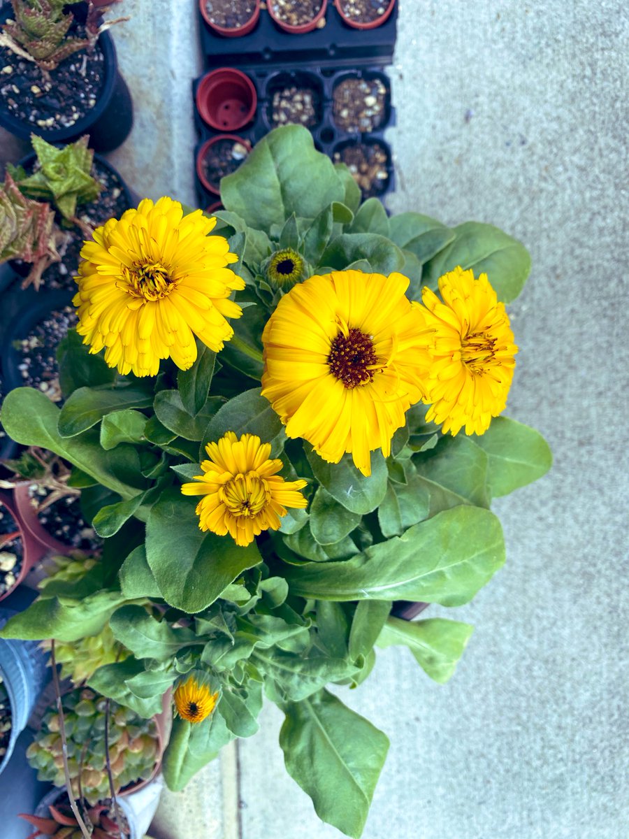 やっと咲いたぁ！
みんな黄色ですがちょっとみんなちょっとずつ違ってかわいいです。

#kmix_flower
#kmix_life