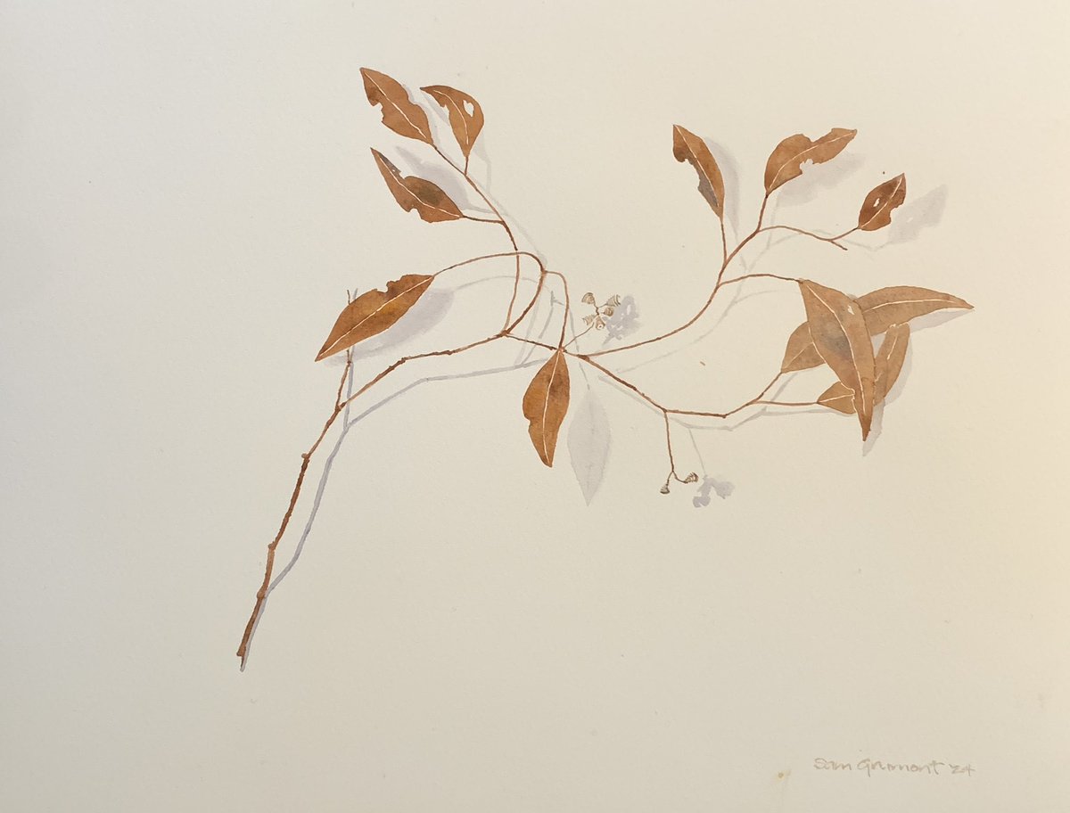 Today’s leaf selection. #aquarelle #dailypainting #minimalism #natureart #simplicity #watercolorart #worksonpaper #worksonpaper