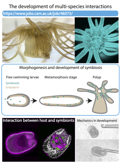 Research assistant position available in the UK with @Susie__McLaren using Aiptasia to study host-symbiont interactions during development 🥳jobs.cam.ac.uk/job/46073/