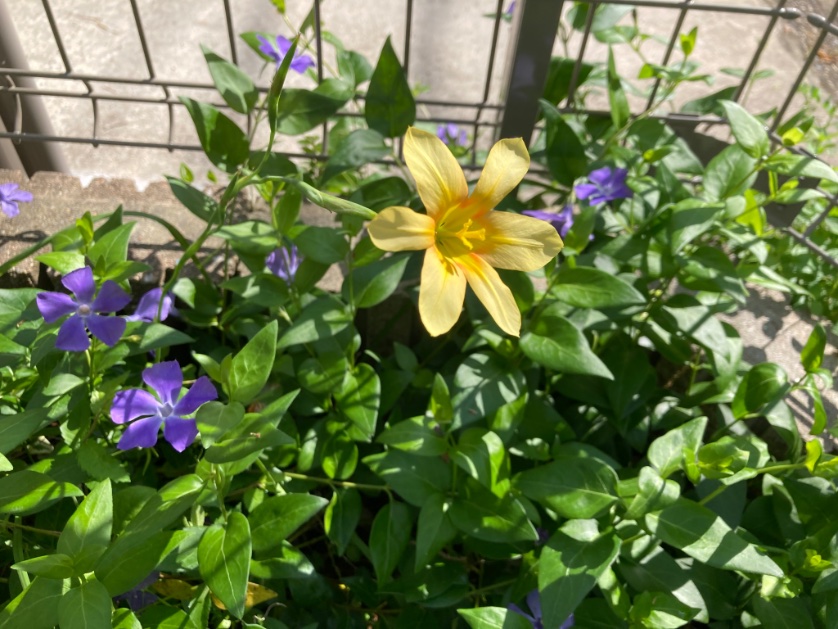 黄色は、ホメリア😊
アヤメ科の球根です
今年も咲いた✨

4/25 お庭いろいろ③

#homeria #bulbs
#お庭 #gardening
#ガーデニング　#庭仕事
#のんびり　#ぼちぼち
#lowcost #lowmaintainance
#TLを花でいっぱいにしよう　
#Cのお庭