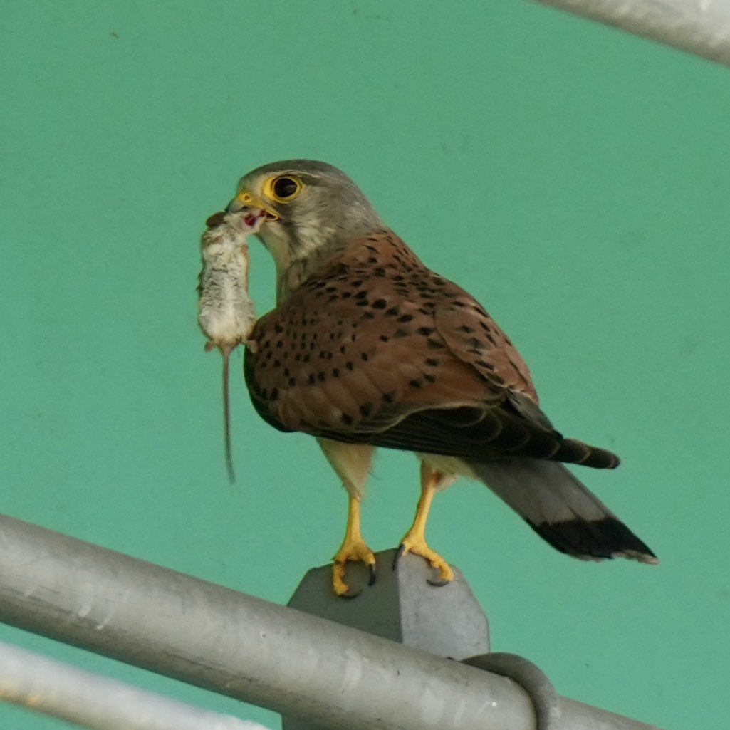 働くおじさん^ ^
雄のチョウゲンボウ
#チョウゲンボウ
#野鳥観察
#野鳥撮影
#ミラーレス
#α1
#sel70200gm2
#seltc2