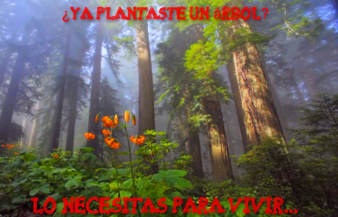 #SalvemosALaTierra #SaveTheEarth #ProtejamosALosAnimales #ProtectTheAnimals #PlantemosÁrboles #LetsPlantTrees 📌