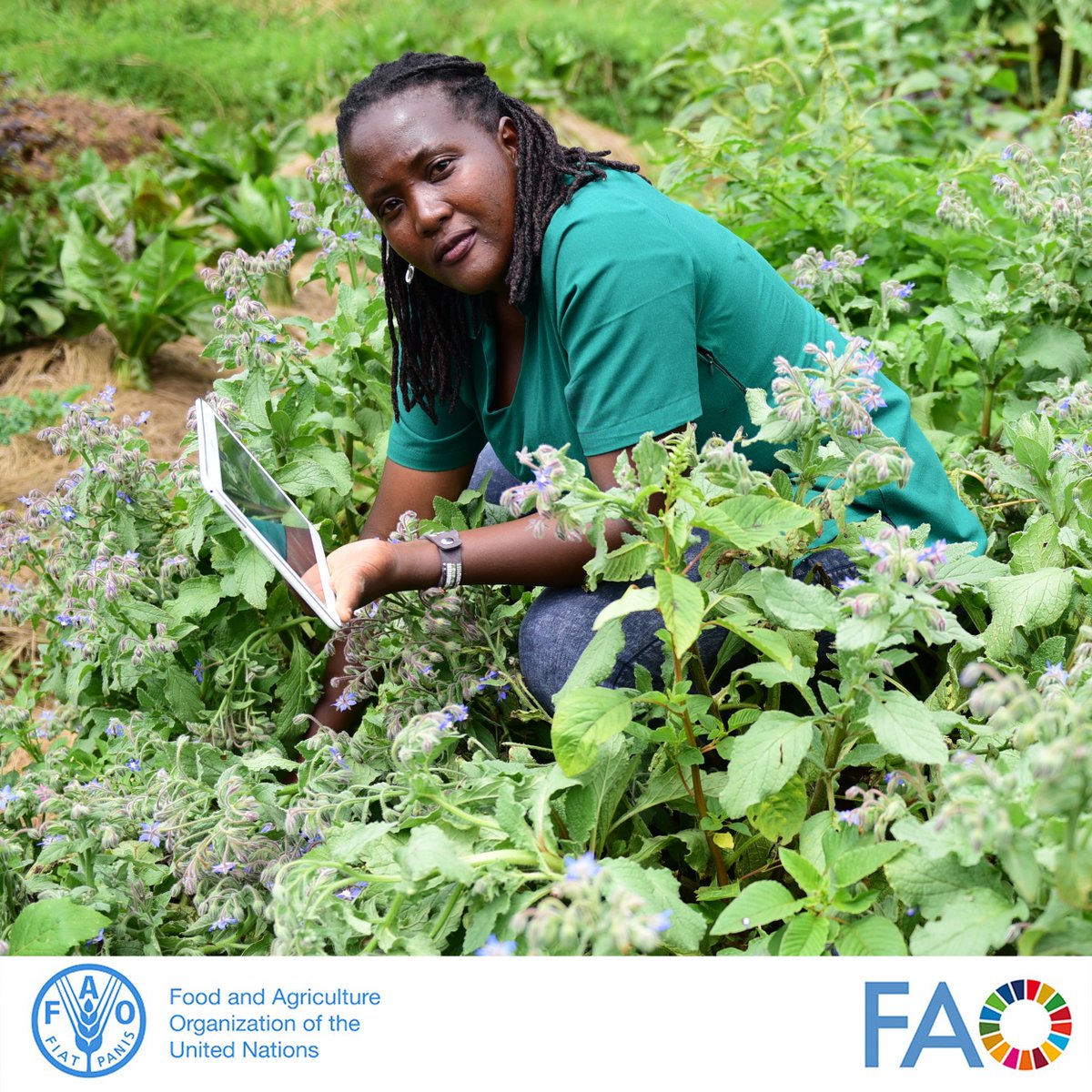 💡With sufficient education, women and girls can access and effectively use digital technologies. ✅Read how @FAORwanda is supporting the enhancement of digital literacy and fostering agri-partnerships among youth and women in Rwanda. 👉🏿 fao.org/rwanda/news/de… #GirlsInICT