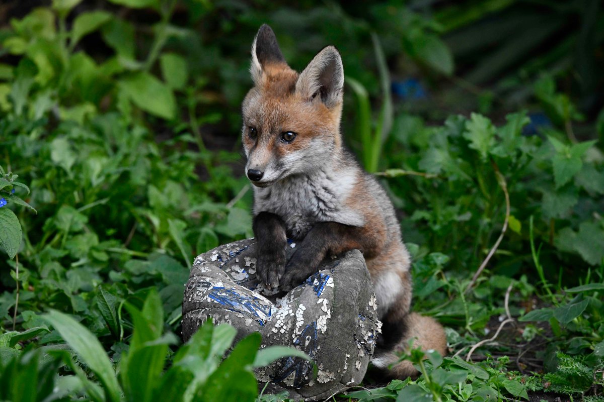 The 2024A Red Fox Vulpes vulpes vixen cub, proclaiming her rights to the deflated leather football yesterday.