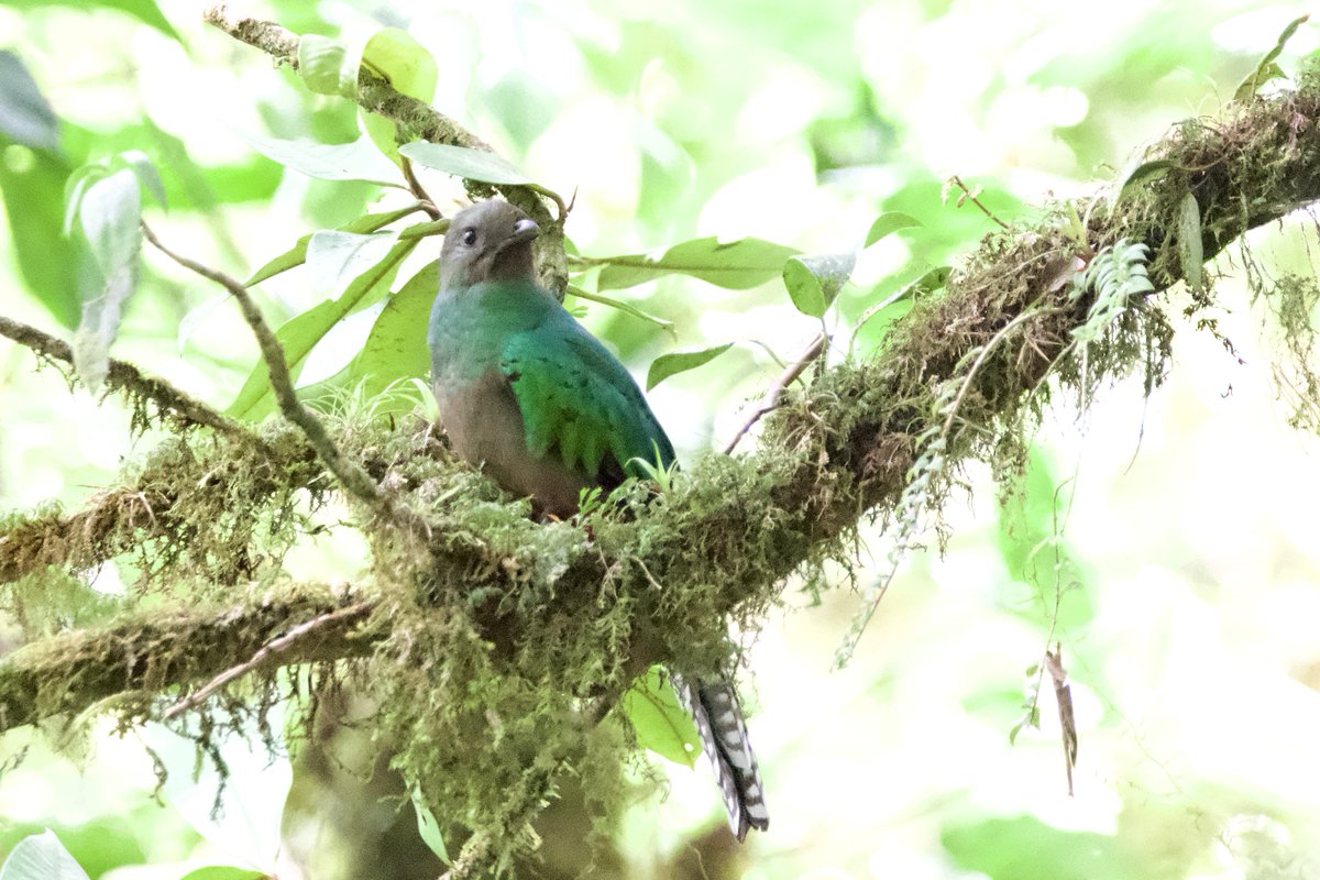 #AlphabetChallenge #WeekQ 'Q' is for Quetzel, this time the female Resplendent Quetzel in Costa Rica🇨🇷, a very special moment that I'll treasure forever 🥹 #TwitterNaturePhotography #birding #TwitterNatureCommunity #wildlifephotography