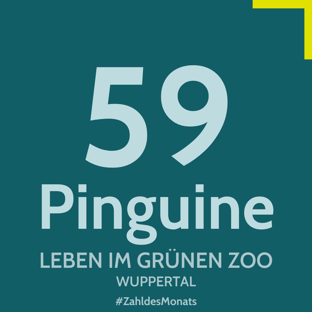 Sie sind das Wappentier des @zoo_wuppertal - die Pinguine. Insgesamt 59 der Vögel leben im Zoo #Wuppertal. Anlässlich des heutigen #TagDesPinguins, der auf die Bedrohungen durch Klimawandel und Fischerei aufmerksam macht, unsere #ZahlDesMonats!🐧➡️wuppertal.de/microsite/zoo/… (1/2)