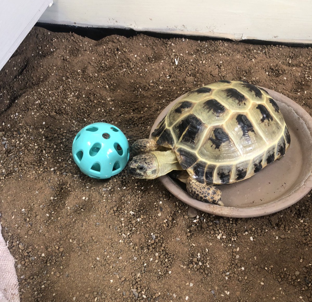 Just cooling off in my water bowl after a hectic game of noseball! #sporty 🐢💚⚽️