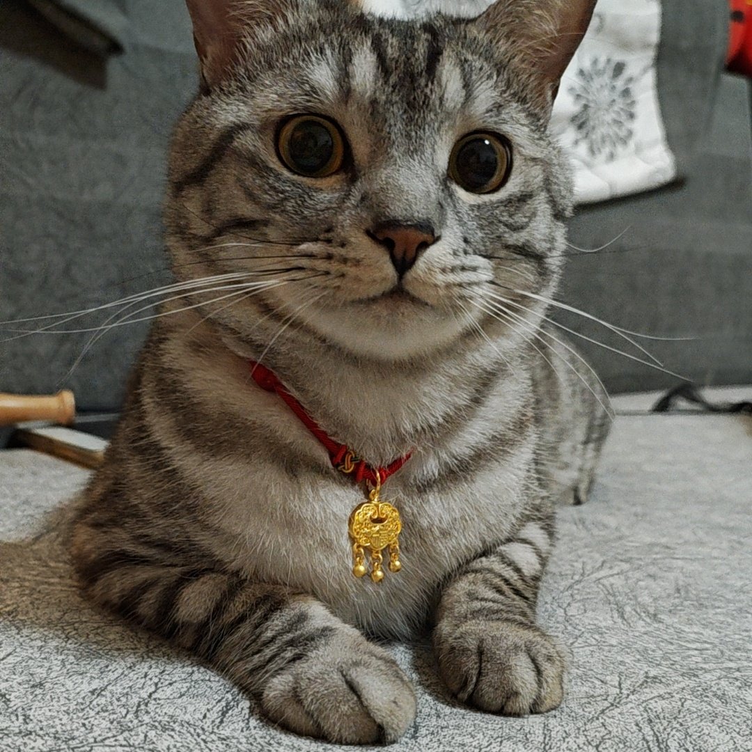 yi_xia64433's tweet photo. 我的猫 https://t.co/dPxSrVNf0t