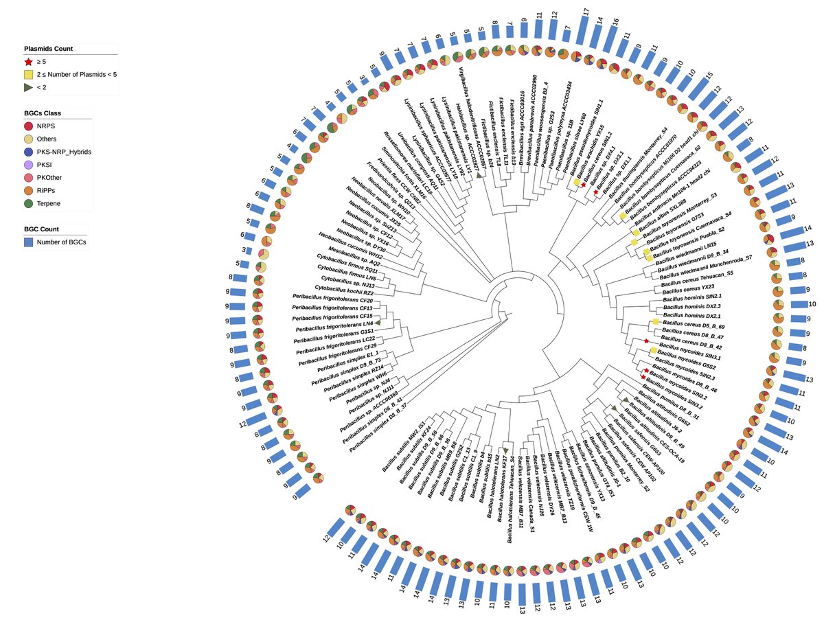 See our new (data) preprint on the 121 sporulating Bacillales genomes by Lijie Song and @LasseJDNielsen1 et al a @cemist_dtu project together with @tilmweber Expanding the genome information on Bacillales for biosynthetic gene cluster discovery biorxiv.org/cgi/content/sh…