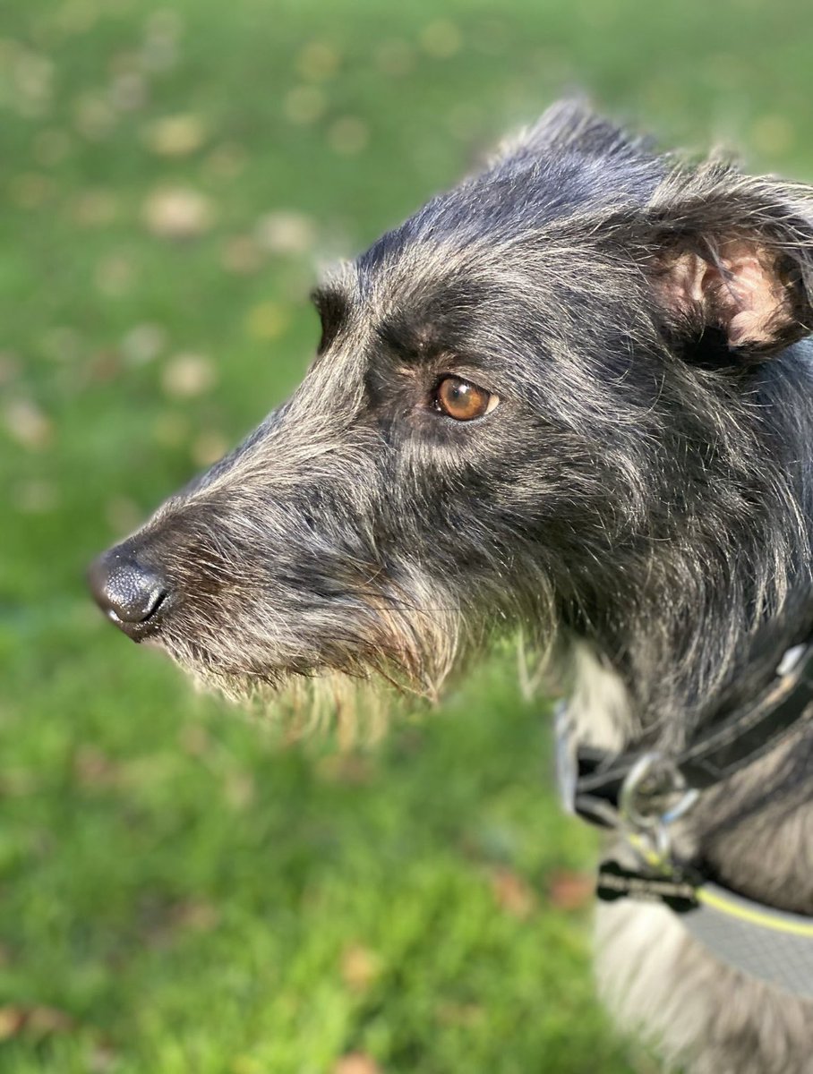 SGS Forest High School tweet media