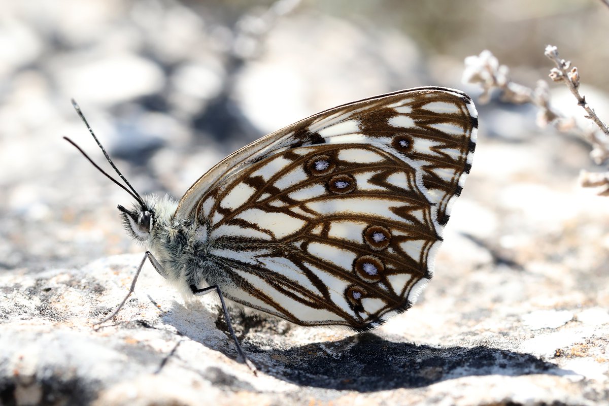 If there's a prettier Marbled White than Western, I'd like to know about it.