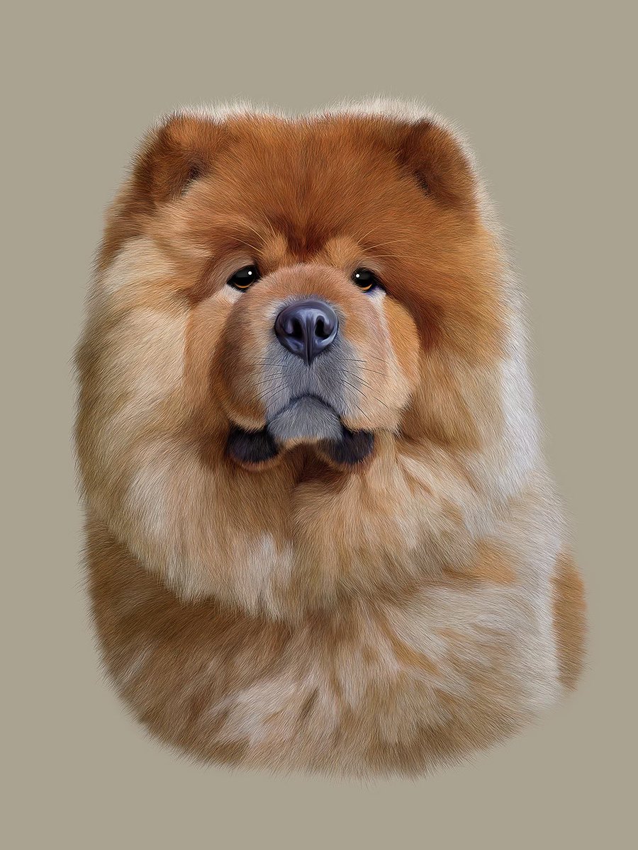 ACCEPTING COMMISSIONED JOB TO DRAW YOUR DOG “Emperor Dog” In ancient China, chow chows were often kept within the imperial palace walls, where they served as loyal guardians and esteemed companions to the emperor and his family. 👀⬇️
