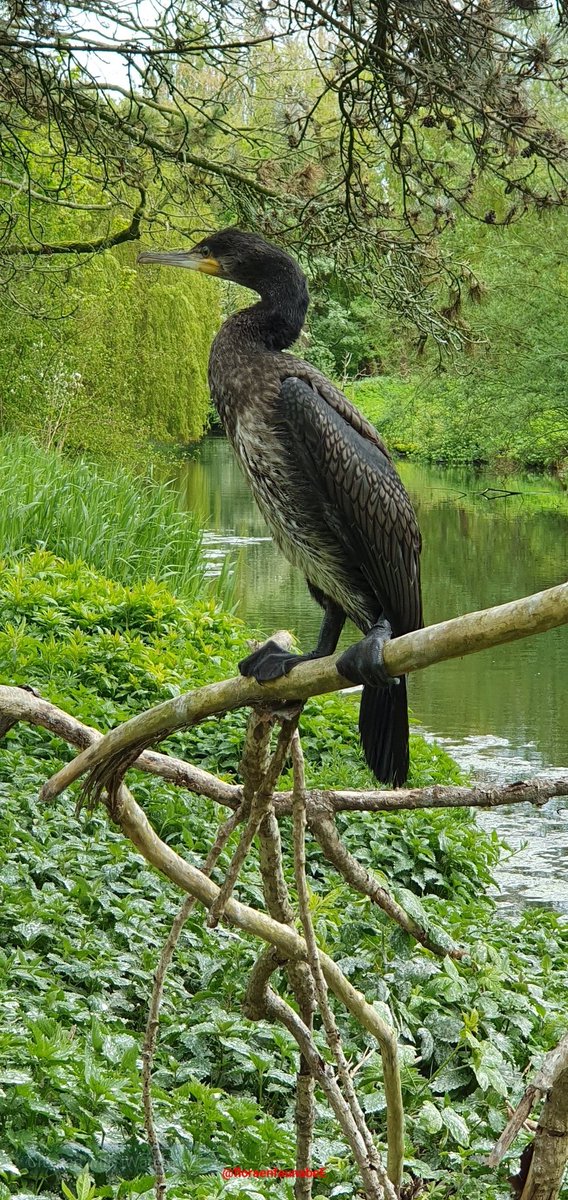floraenfaunabeE's tweet photo. Goedemorgen iedereen, de jonge #aalscholvers komen al uit het nest. In #Rotterdam hebben we ook een kolonie Aalscholvers die broeden in #bomen. #Natuur #broedseizoen #photography https://t.co/akcDED8r4l