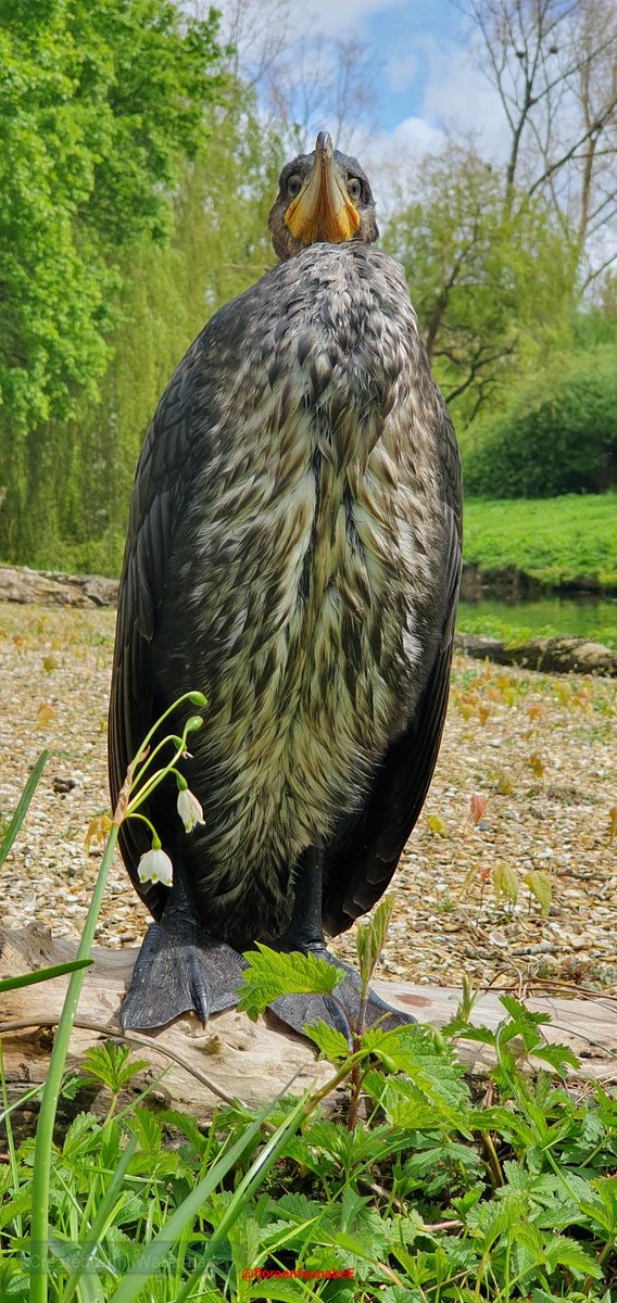 Goedemorgen iedereen, de jonge #aalscholvers komen al uit het nest. In #Rotterdam hebben we ook een kolonie Aalscholvers die broeden in #bomen. #Natuur #broedseizoen #photography