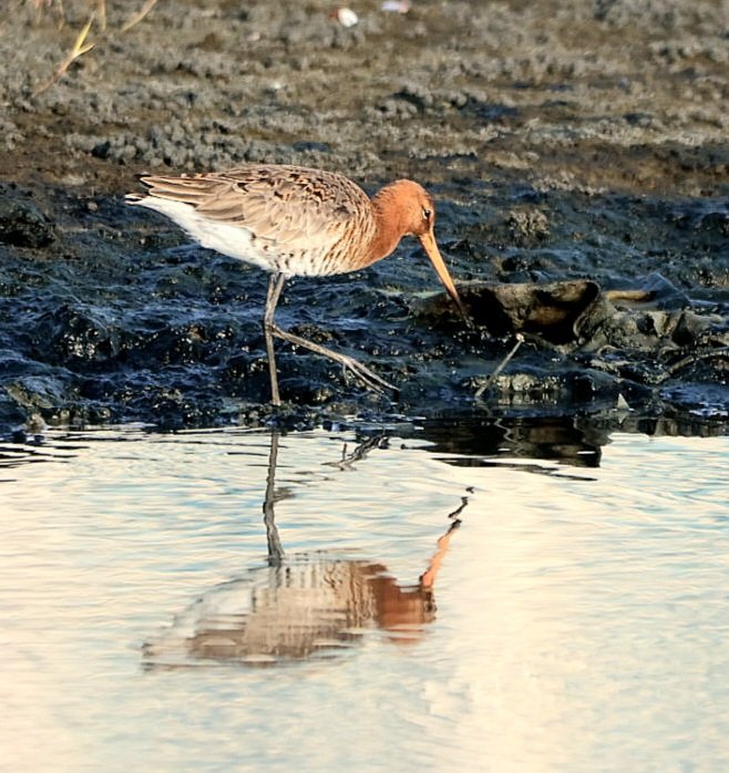 Memories of home, a 'reflecting' Black Tailed Godwit, Chennai, India.
