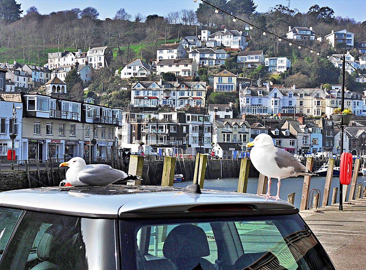 Seagulls enjoying the river view at Looe, Cornwall. Have a good Thursday.