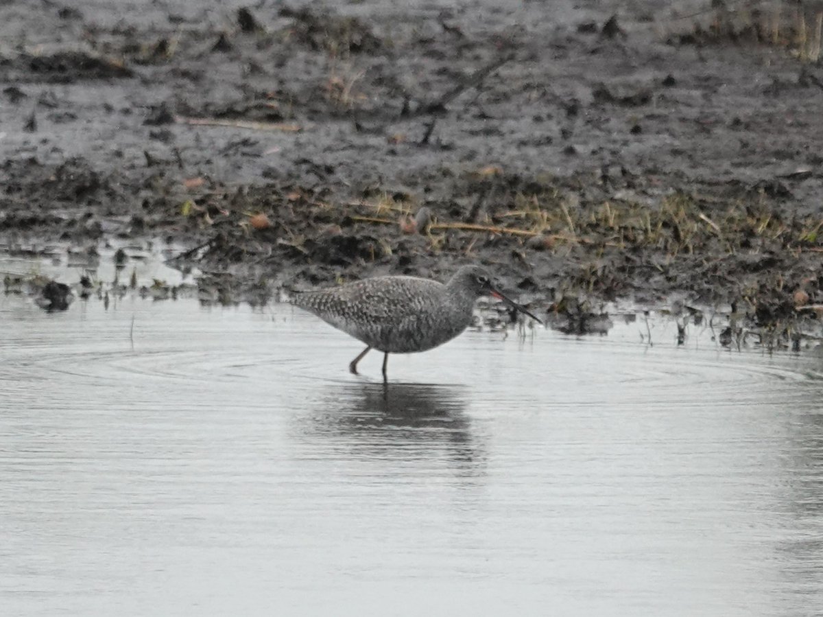 The long staying Spotted Redshank at Catcott arrived on 4 March then it had lots of company, still here on 22 nd. April but there's nothing here now except for a couple of dozen duck, it's pretty lonely now, that's 6 weeks and note the colour change! the weather hasn't improved
