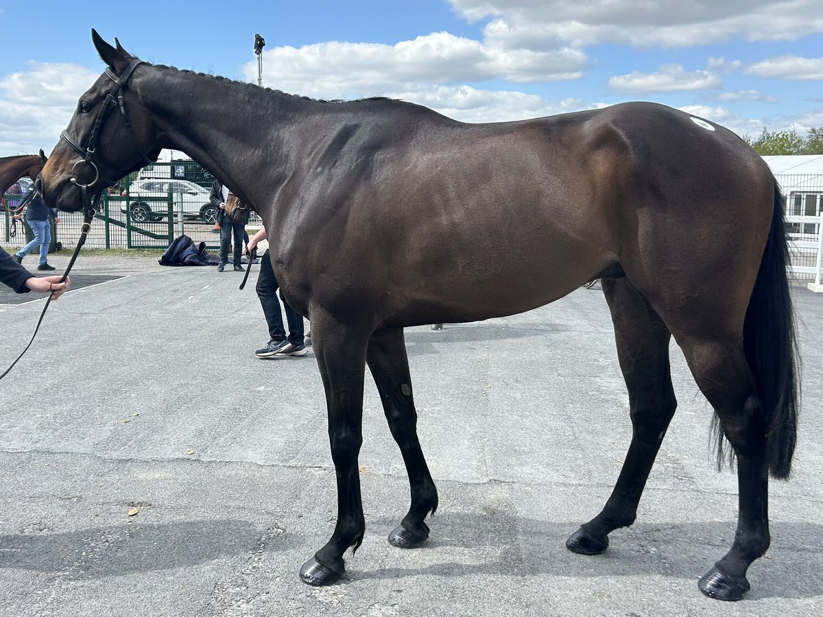 Lot 3️⃣8️⃣ MOUNT MASON Selling today @tattsjcsales 🤩 5yo Gelding by Sandmason from the family of Graded Winner PHAR BLEU Winner of 2m4f Maiden at Charlton Horethorne. 2nd in NH Bumper for P2Ps, 23L clear of 3rd. The winner has gone on to win a Restricted P2P. #BlackmoreFarm