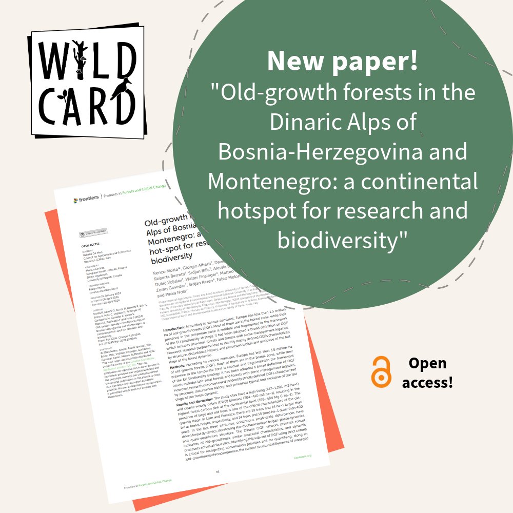 📢 NEW PAPER ALERT! 🚨 Did you know that old-growth #forests in the Balkans harbour the highest forest #carbon sink at the continental level in Europe? This was one of the findings of a new study by our @uniud @unito researchers! Download it here👇 wildcard-project.eu/old-growth-for…