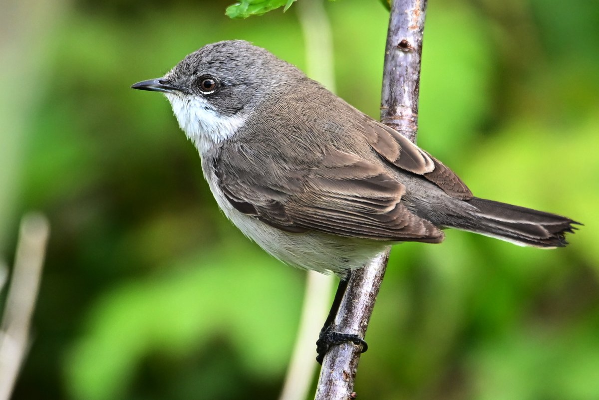 📷 Fauvette babillarde mâle - Curruca curruca - Lesser Whitethroat. #birds #oiseau #nature #NaturePhotography #BirdTwitter