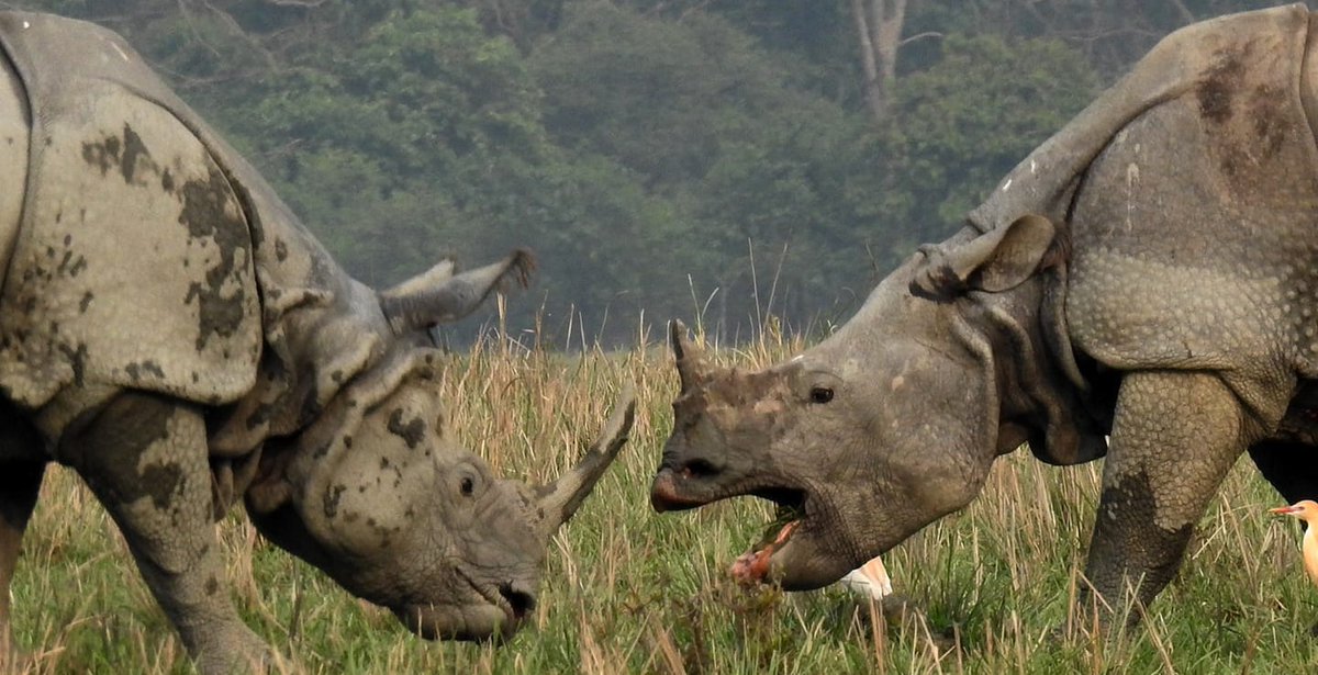 #Indianrhino Aggressive communication between two males @BiodiversityMag