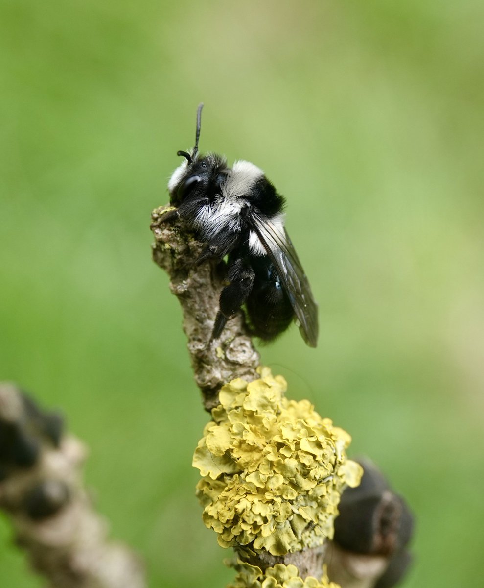 I particularly enjoyed this encounter. My first Ashy Mining Bee (on an Ash tree) at Therfield Heath. #NatureBeauty #TwitterNatureCommunity #wildlifephotography #nature