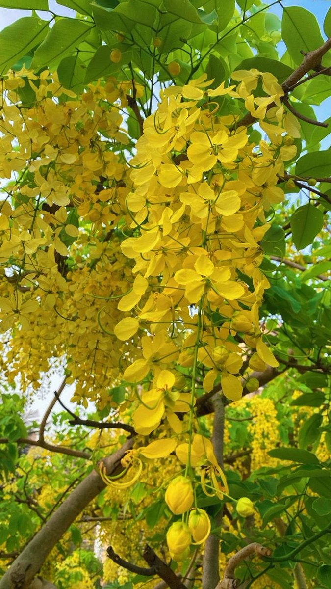 Chikkkupikkku's tweet photo. Flower photography
Share a #singleflower
Golden shower flower/अमलताश पुष्प. https://t.co/qbw76V2BH7