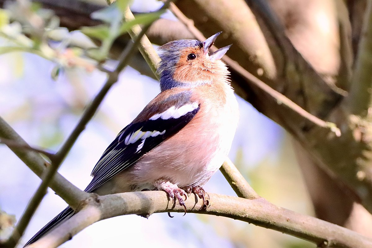 Chaffinch singing