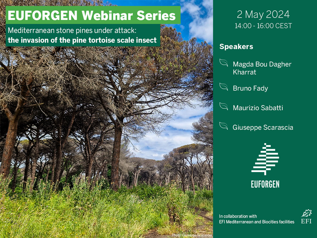 On 2 May, join @magdaboudagher (#EFIMED), Bruno Fady (@INRAE_Intl), Maurizio Sabatti (@unitusviterbo), & Giuseppe Scarascia (@europeanforest Biocities) as they explore the threat posed by the pine tortoise scale to stone pines! Sign up for this webinar ⬇️ eventbrite.es/e/euforgen-web…