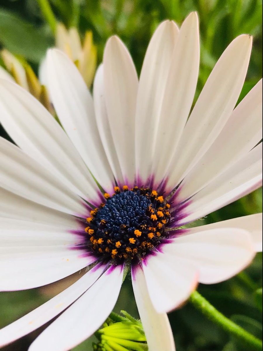 Flower photography. Share a #singleflower