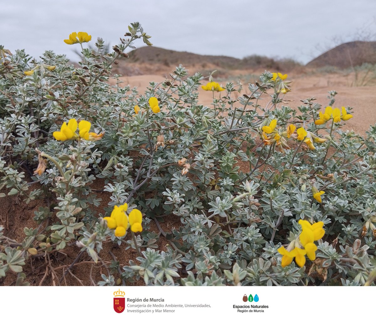 El #CuernecilloDeMar, con sus #Hojas peludas retiene la #Humedad como una esponja, lo que le permite subsistir en las áridas #Dunas de #CalblanquePR

No pises las dunas, ayuda a la flora y fauna a sobrevivir 🌱 🐸

#LotusCreticus #Dunas #Conservación #BuenasPrácticas