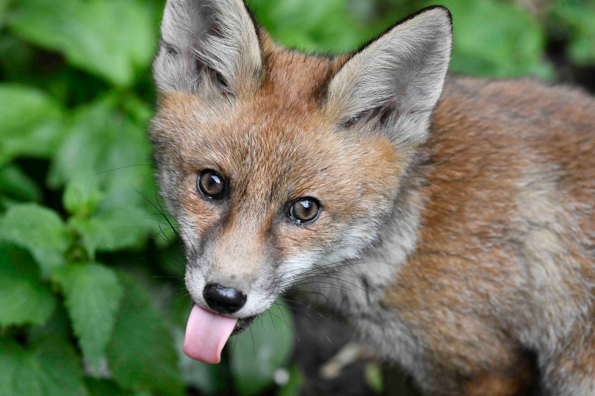 Portrait of the 2024A Red Fox Vulpes vulpes vixen cub from yesterday. Perhaps she was trying to tell me something...