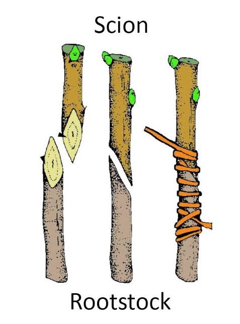 RightCohen's tweet photo. FARMING LESSON!

GRAFTING (Definition, Process, Advantages, Success &amp; Failure of Grafting):
(a). WHAT IS GRAFTING?
This is the practice of taking the upper part of a plant and attaching it to the root system of another plant in order to be grown as a single plant.

Thread: 1/11. https://t.co/meEtE6m3h4