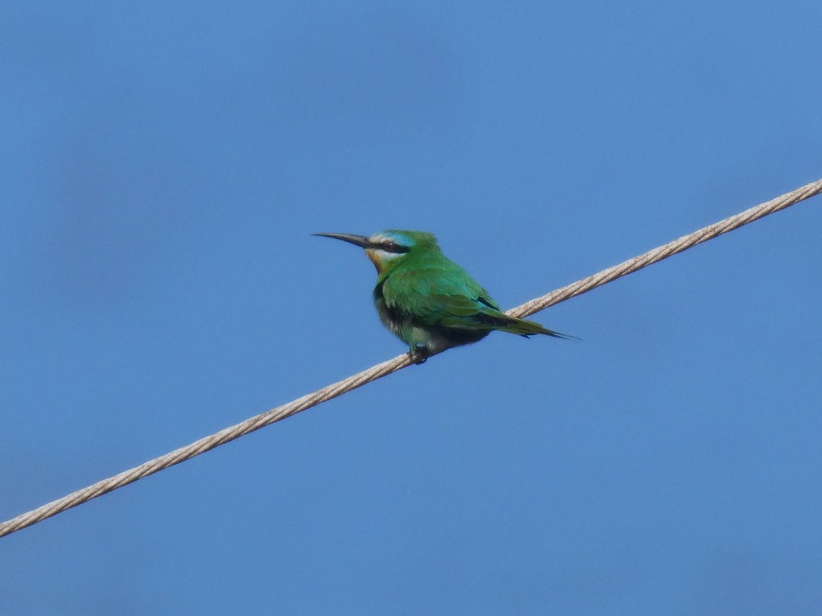 Blue-cheeked Bee-eater this morning, on wires above Porto Kagio.
Presumably a product of the south-easterly winds two days ago