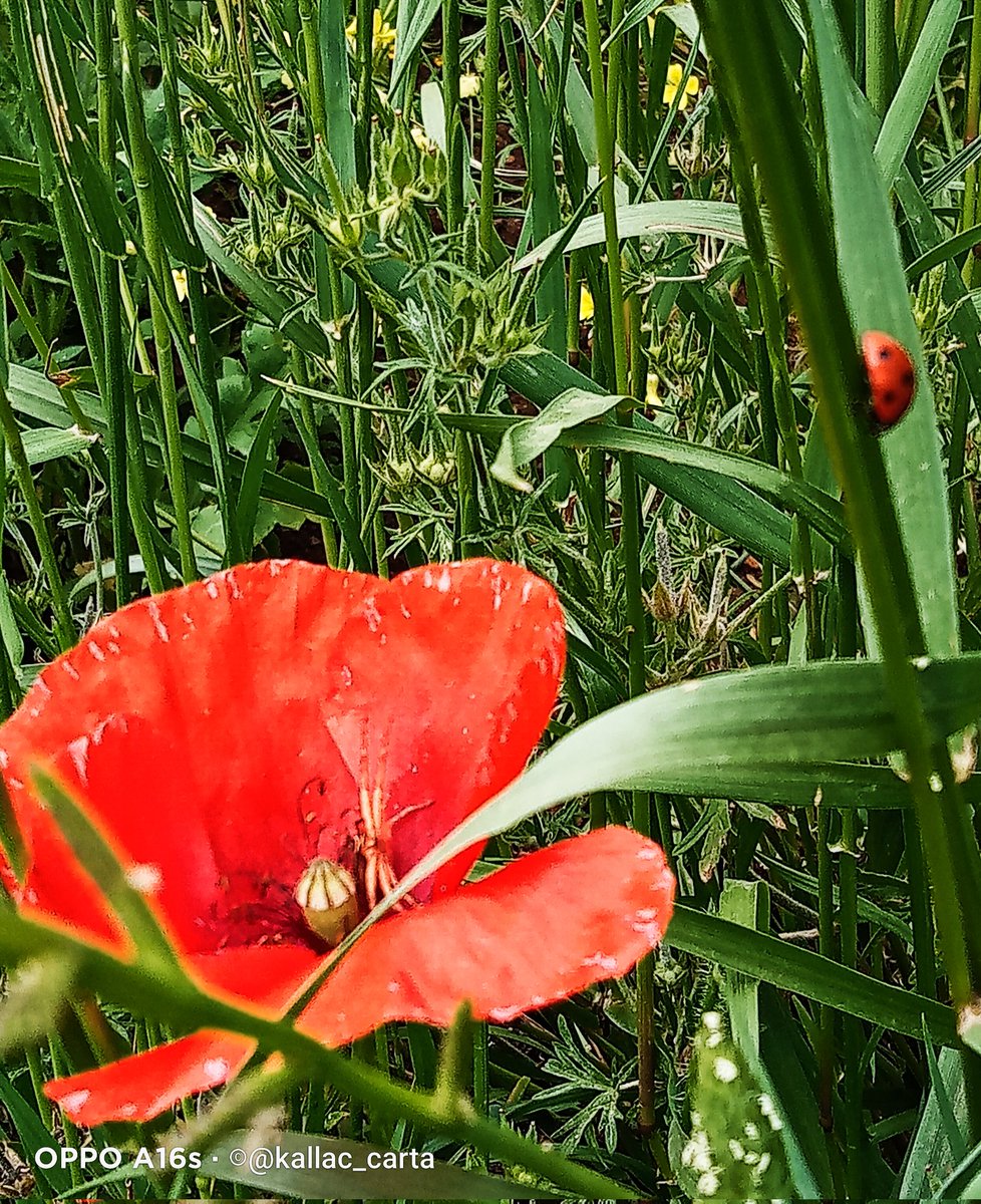 La felicità 

indossa il vestito 
della libertà e della pace

liberandoci dalle
ingiustizie e privilegi..

25aprile