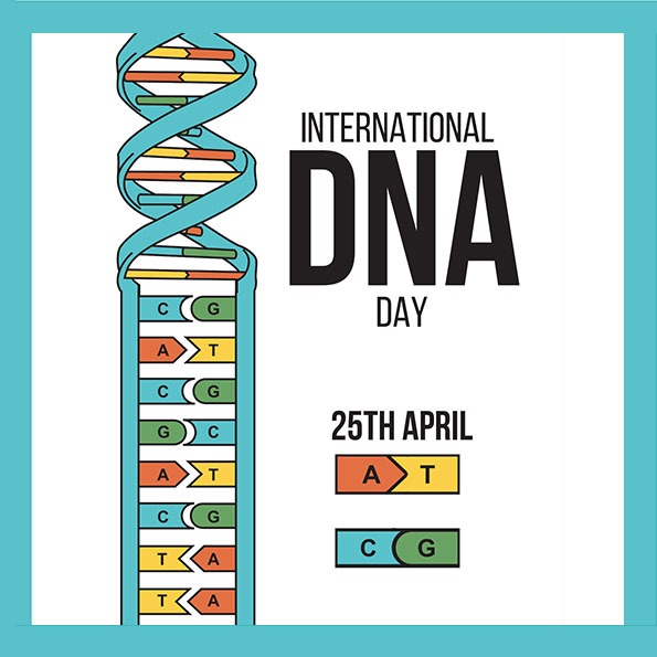 GeneticsUB's tweet image. 🧬 Join us in celebrating the #DNADay, commemorating the discovery of the DNA double helix structure!
✂️Come to @GeneticsUB @BiologiaUB to build the paper model of DNA