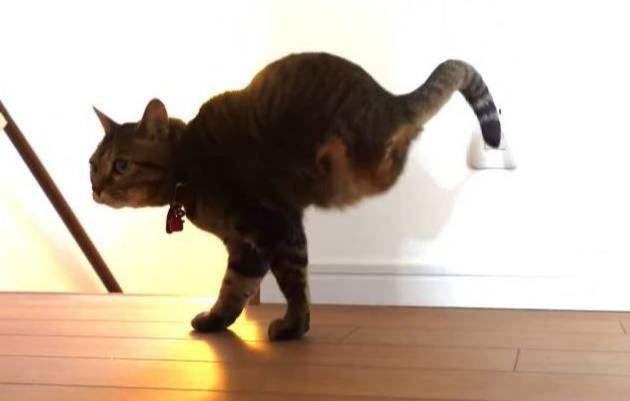 Halfcat17's tweet photo. ๐ฑ๐ฐ "When Bitcoin's halving event hits, Halfcat swoops in like... snip ๐ Don't let the halving frenzy catch you off guard! #Halfcat #Bitcoin #Halving #Crypto" https://t.co/OdEUqntPy7
