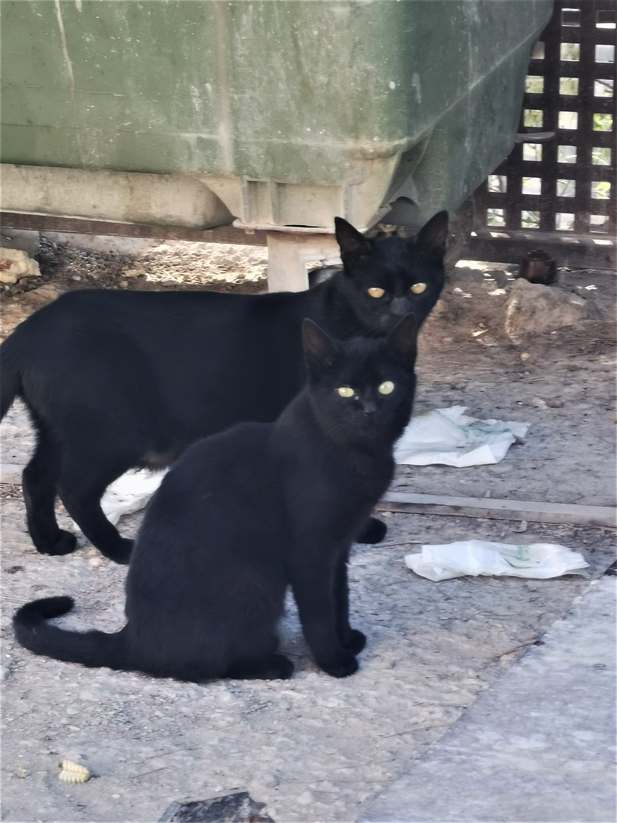 KatySnchez's tweet photo. Miradas dessconfiadas de estos gatitos callejeros #espejos #mininos #gatos #hacerfotos https://t.co/1oUMFpCsDX